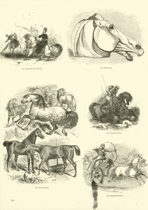 Page du Musée Pictural de la Nature Animée - English School