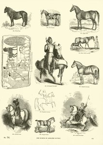 Page du Musée Pictural de la Nature Animée - English School