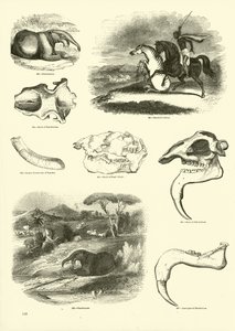 Page du Musée Pictural de la Nature Animée