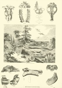 Page du Musée Pictural de la Nature Animée
