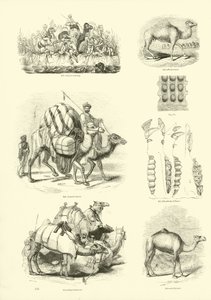 Page du Musée Pictural de la Nature Animée