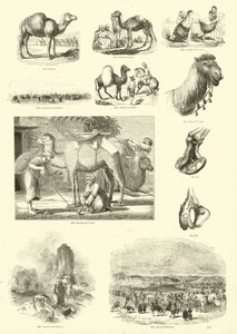 Page du Musée Pictural de la Nature Animée