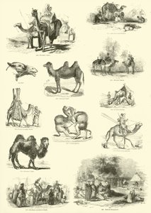 Page du Musée Pictural de la Nature Animée - English School