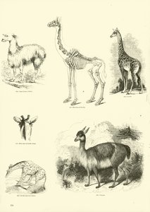Page du Musée Pictural de la Nature Animée - English School