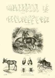 Page du Musée Pictural de la Nature Animée - English School