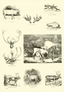 Page du Musée Pictural de la Nature Animée