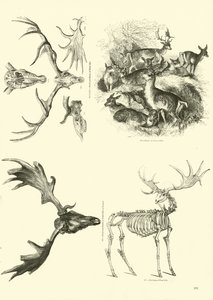 Page du Musée Pictural de la Nature Animée - English School