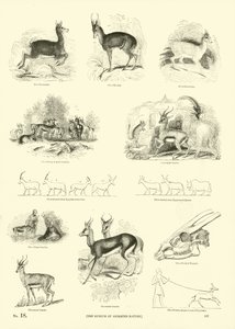 Page du Musée Pictural de la Nature Animée - English School