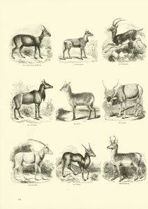 Page du Musée Pictural de la Nature Animée