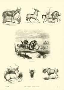 Page du Musée Pictural de la Nature Animée - English School