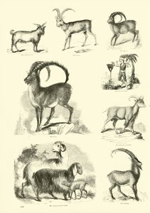 Page du Musée Pictural de la Nature Animée - English School