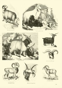 Page du Musée Pictural de la Nature Animée