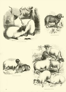 Page du Musée Pictural de la Nature Animée - English School