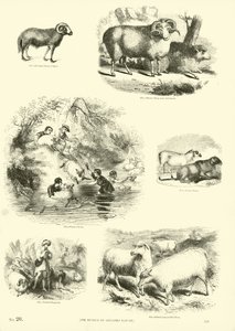 Page du Musée Pictural de la Nature Animée - English School