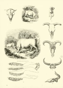 Page du Musée Pictural de la Nature Animée - English School