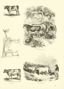 Page du Musée Pictural de la Nature Animée - English School
