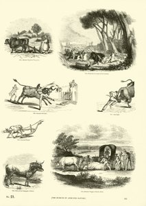 Page du Musée Pictural de la Nature Animée - English School