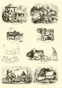 Page du Musée Pictural de la Nature Animée