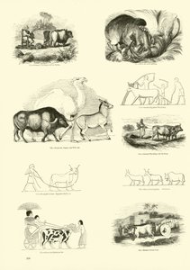 Page du Musée Pictural de la Nature Animée