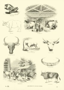 Page du Musée Pictural de la Nature Animée