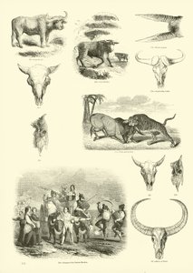 Page du Musée Pictural de la Nature Animée