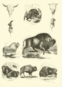 Page du Musée Pictural de la Nature Animée