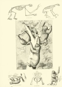 Page du Musée Pictural de la Nature Animée