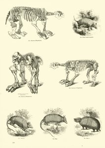 Page du Musée Pictural de la Nature Animée