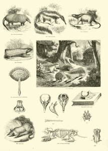 Page du Musée Pictural de la Nature Animée