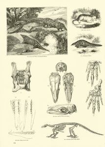 Page du Musée Pictural de la Nature Animée