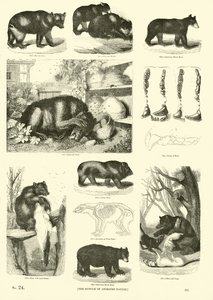 Page du Musée Pictural de la Nature Animée - English School