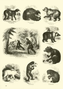Page du Musée Pictural de la Nature Animée - English School