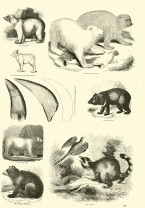 Page du Musée Pictural de la Nature Animée - English School
