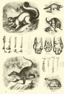 Page du Musée Pictural de la Nature Animée - English School