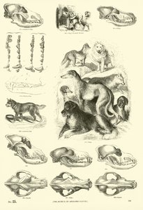 Page du Musée Pictural de la Nature Animée - English School