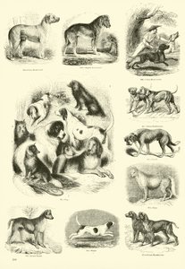 Page du Musée Pictural de la Nature Animée - English School