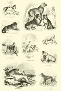 Page du Musée Pictural de la Nature Animée - English School