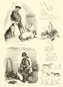 Page du Musée Pictural de la Nature Animée - English School