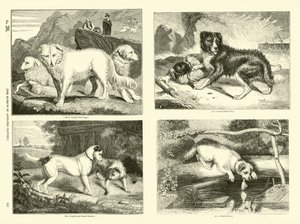 Page du Musée Pictural de la Nature Animée - English School