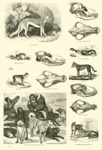 Page du Musée Pictural de la Nature Animée