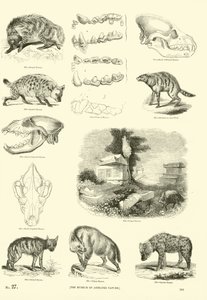 Page du Musée Pictural de la Nature Animée