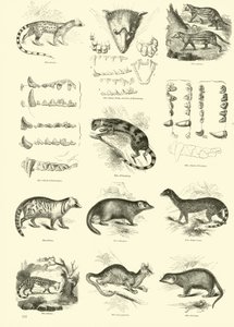 Page du Musée Pictural de la Nature Animée