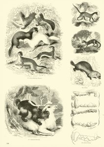Page du Musée Pictural de la Nature Animée - English School