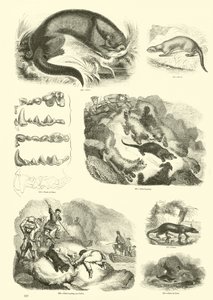 Page du Musée Pictural de la Nature Animée - English School
