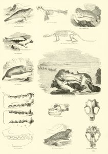 Page du Musée Pictural de la Nature Animée