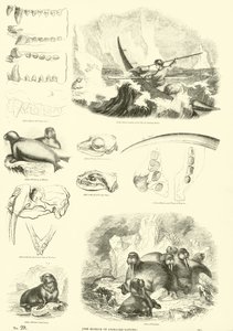 Page du Musée Pictural de la Nature Animée - English School