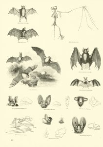 Page du Musée Pictural de la Nature Animée