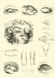 Page du Musée Pictural de la Nature Animée