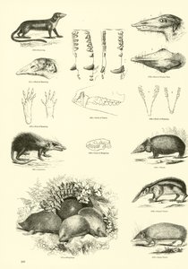Page du Musée Pictural de la Nature Animée - English School