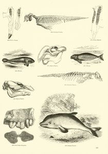 Page du Musée Pictural de la Nature Animée - English School